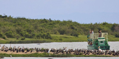 A 15 days wild life and gorilla tracking safari - Photo 13