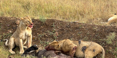 4-day tanzania camping safari - Photo 11