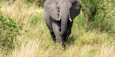3-day tanzania camping safari - Photo 8