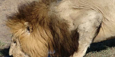 4 days - masai mara and lake nakuru - Photo 3