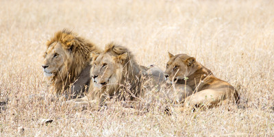 Serengeti Endless plain wildebeest Migration 9 days - Photo 8