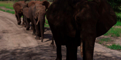 6 days tanzania camping budget safari tarangire, serengeti ,ngorongoro n.p & manyara, - Photo 10