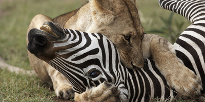 3 days masai mara safaris in kenya - 2019 tour - Photo 3