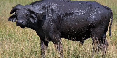 A 15 days wild life and gorilla tracking safari - Photo 12