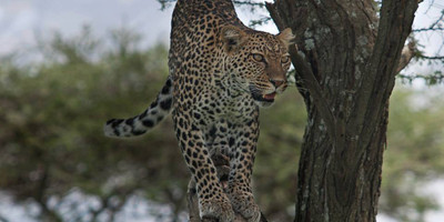 6 day tanzania tented camps safari - Photo 1