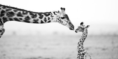 Kenya and tanzania safari - Photo 1