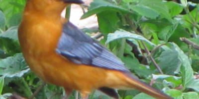 8 days birding safari to uganda - Photo 5