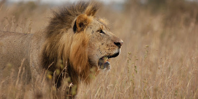 Iconic kenya safari: samburu, aberdares, amboseli & masai mara - Photo 1