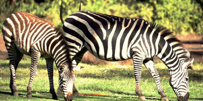 Kenya budget camping safari adventure - Photo 6