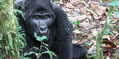 3 days wildlife and gorilla tracking safari - Photo 3