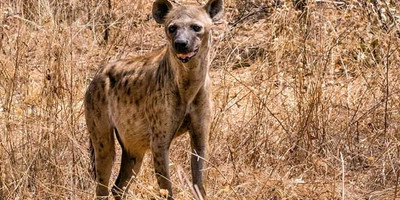 5 days tanzania safari arusha national park, lake manyara national park, serengeti national park & ngorongoro crater - Photo 1