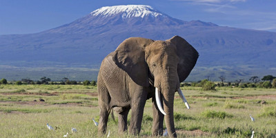 3 DAYS AMBOSELI DAILY DEPARTURES - Photo 9
