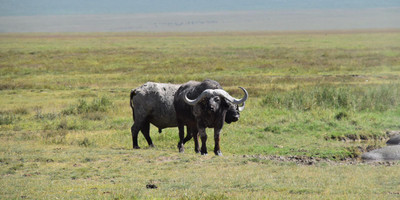 5 days tanzania private safari package - Photo 1