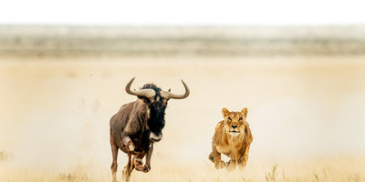10 DAYS SERENGETI TENTED CAMPS SAFARI - Photo 1