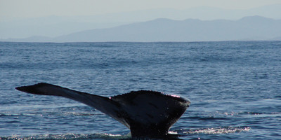 Whale discovery - Photo 4
