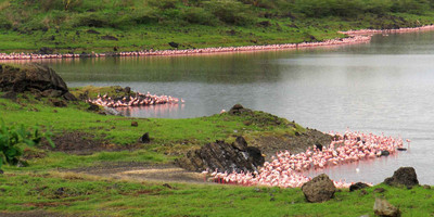 Arusha national park day trip safari - Photo 3