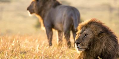 4 days kenya wildlife adventure safari l kenya lodge safaris - Photo 2