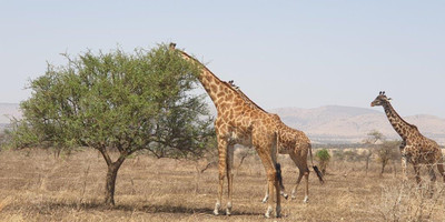 4 days tanzania private safari tour - Photo 3