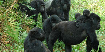 Amaizing safari to the western parks in tanzania - Photo 1
