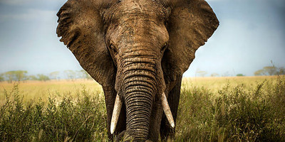 2 days amboseli safari - Photo 1
