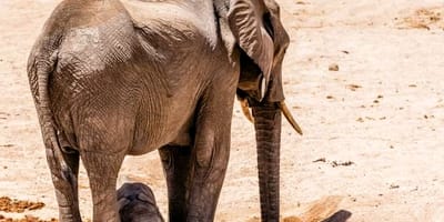 9 days tanzania safari tarangire national park, lake natron, serengeti national park, ngorongoro crater, lake eyasi, lake manyara national park & arusha national park - Photo 1