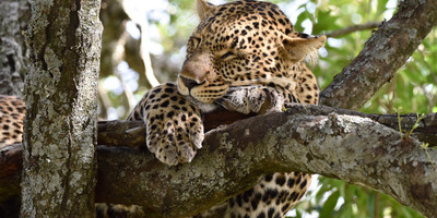 Nairobi national park - Photo 1