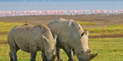 4 days mombasa, tsavo, amboseli safari - Photo 1