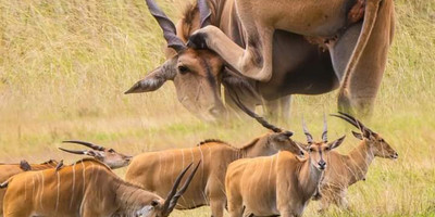 Discover kenya’s wild side: 5-day safari in samburu, nakuru & masai mara - Photo 10
