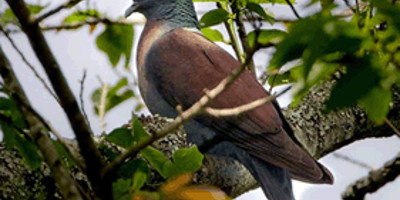 9 days bird watching safari in kenya - Photo 1