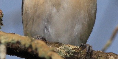 15 days birding expedition to uganda - Photo 6