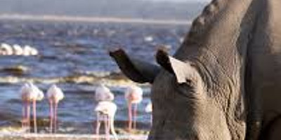 6 days masai mara wildebeest migration safari holiday - Photo 2