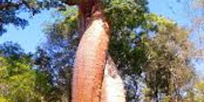 Exploring baobabs tour - Photo 1
