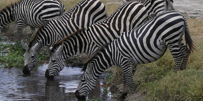 Tanzania bush to beach safari adventure - Photo 2