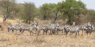 2 days tanzania camping budget safari manyara & ngorongoro - Photo 5