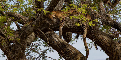 4 day tanzania classic safari - tarangire, serengeti & ngorongoro crater - Photo 5
