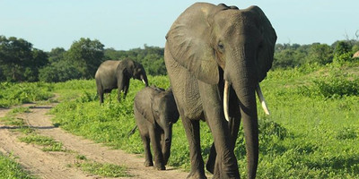 Mount kenya trek and classic safari adventure - Photo 8