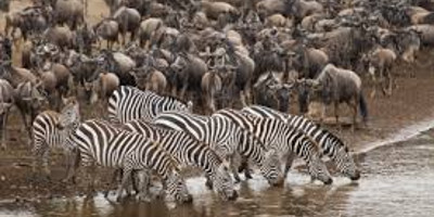 6 days masai mara lake nakuru camping safari - Photo 1