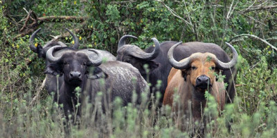 A 20 days birding trip inclusive of kidepo n.park and rwanda - Photo 1