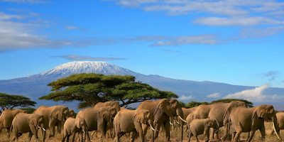 Discover amboseli: a safari of elephants and iconic views - Photo 6