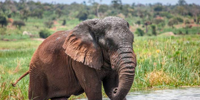 9-day rwanda gorilla, chimpanzee and wildlife safari - Photo 2