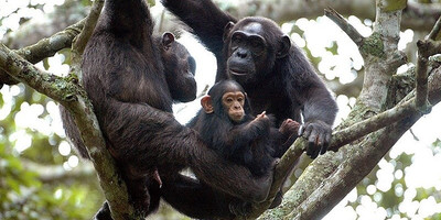 6 days primate tour in uganda - Photo 3