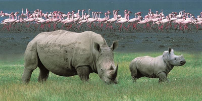 4-day masai mara-lake nakuru exploration - Photo 3