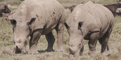 6 days breathtaking safari in murchison falls, queen elizabeth national park & kibale national park - Photo 17
