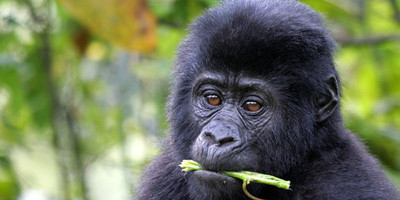 A 20 days birding trip inclusive of kidepo n.park and rwanda - Photo 2