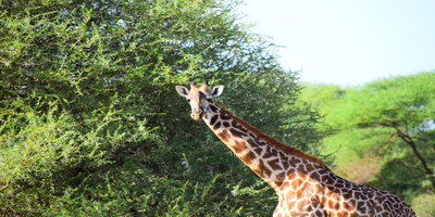 2 days tanzania safari to lake manyara & ngorongoro crater - Photo 1