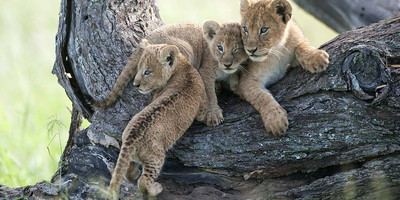 Tanzania classic bush safari adventure - Photo 6
