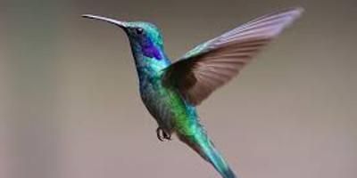 17 days kenya bird watching safari - Photo 5