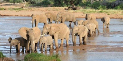 14 DAYS KENYA SAFARIS - Photo 1