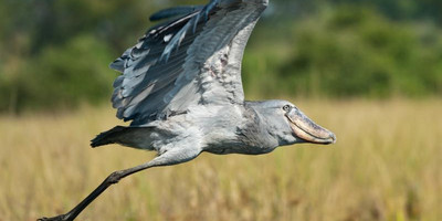 15 days birding safari - Photo 9