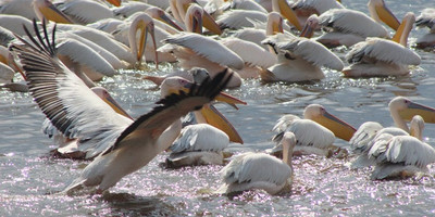 3-day thrilling vacation in lake nakuru national park - Photo 9